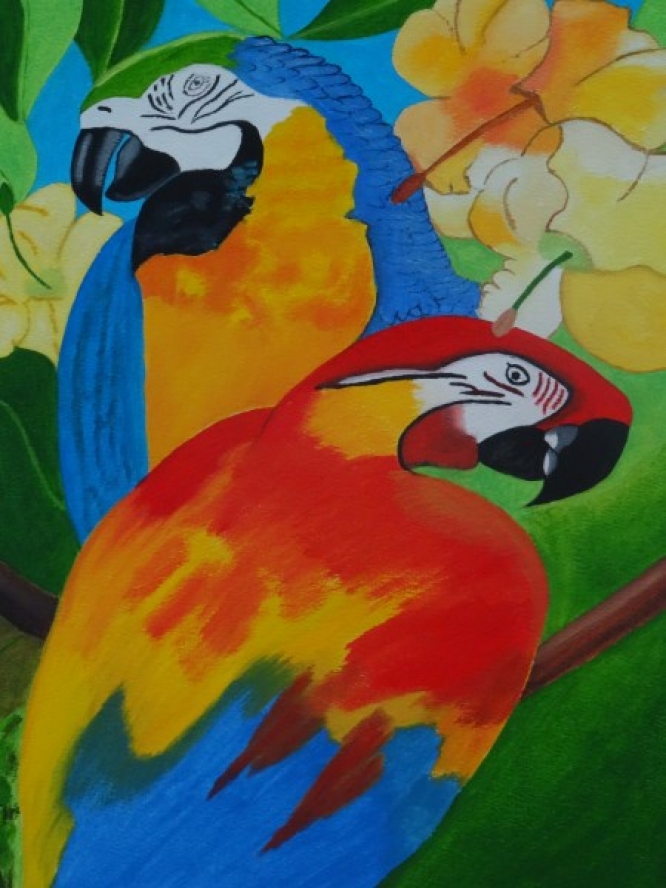 260 Ara’s (parrots)
