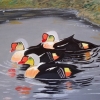 316 Canadian Ducks